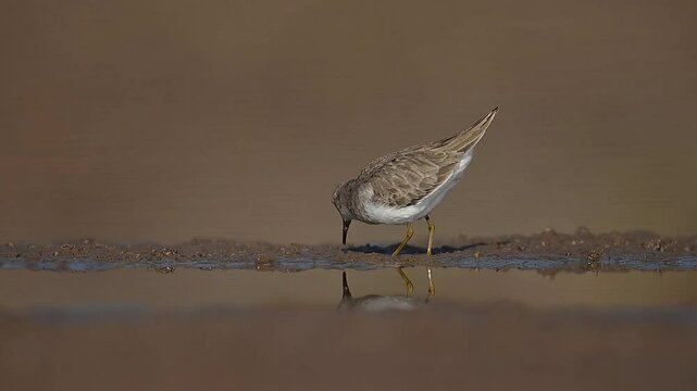 Close-up of a Temminck's stint foraging on mudflats.