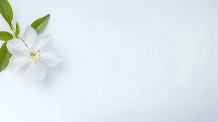 Delicate white flower with green leaves on a clear, bright background, perfect for a serene, natural beauty or wellness product promotion