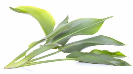 Exotic leaf for botanical illustration. Lush green leaves with natural shadows. Use for presentations