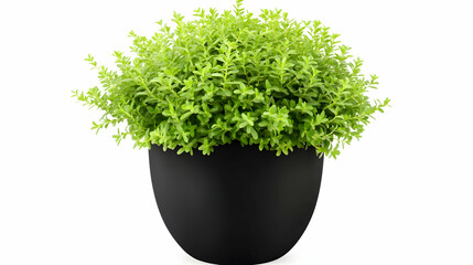 Indoor plant in a pot, minimalist style against a white background, perfect for home decor, promoting serenity and green living
