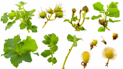 Isolated plant elements. Flora studies on white backdrop. Botanical teaching materials or graphic resource. Nature illustration