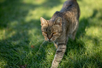 A wildcat confidently walks through the lush grass, exploring its natural environment