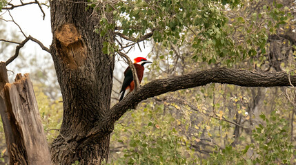 Red-crested barbet bird perched serenely on a tree branch among leaves in natural setting, perfect for wildlife, conservation, and nature