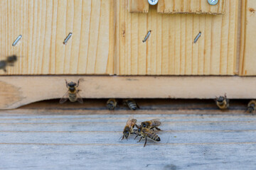 Observe the Busy Bees at the Entrance of the Hive A Showcase of Natures Marvels and Wonders