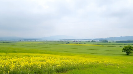 Obraz premium Scenic vast green field with yellow flowers near tree in countryside landscape. Possible for wallpaper, nature photography and travel blog