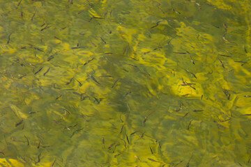 An Underwater Algae Bloom with Small Fish, showcasing a vibrant aquatic ecosystems beauty