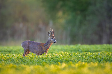Roebuck - buck (Capreolus capreolus) Roe deer - goat © szczepank