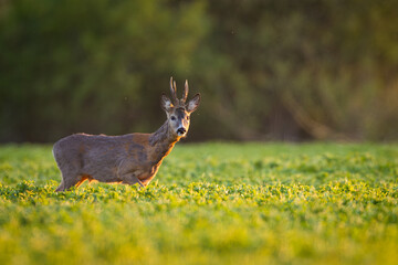 Roebuck - buck (Capreolus capreolus) Roe deer - goat