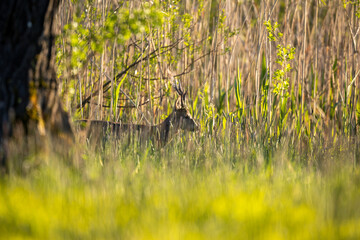 Roebuck - buck (Capreolus capreolus) Roe deer - goat