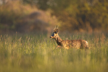 Roebuck - buck (Capreolus capreolus) Roe deer - goat