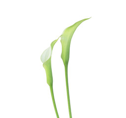 Clipped image of two white Calla lilies