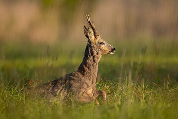 Roebuck - buck (Capreolus capreolus) Roe deer - goat