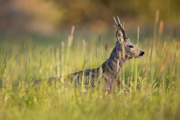 Roebuck - buck (Capreolus capreolus) Roe deer - goat