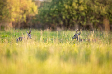 Roebuck - buck (Capreolus capreolus) Roe deer - goat