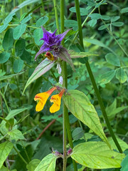 Melampyrum nemorosum is a semi-parasitic plant from the genus Melampyrum.