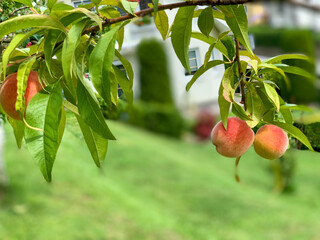 A peach tastes best when it ripens directly on the tree to the required color and softness.
