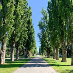 Spa island in Piešťany. There is a path in the middle around which poplar trees are planted.