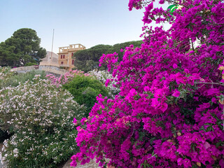Naklejka premium Bougainvillea is a creeping bushy plant with purple or purple bracts around the flowers. It is one of the many species of the bougainvillea genus, which comes from South American Brazil.