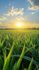 Fototapeta premium Sunset over lush green field, nature background, idyllic rural scene