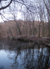 Obraz premium Pond around the road leading to the iron well in Bratislava. Beautiful reflections of trees on the autumn surface of the pond.