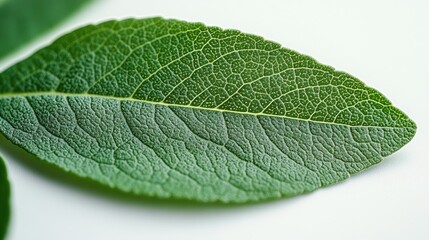 Obraz premium A cluster of vibrant green leaves with various shades,