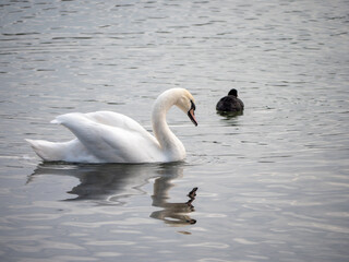 The great swan winters on non-freezing waters and waterways. Her elegant white feathers and long curved neck are a symbol of beauty and grace. The Great Swan is also known for its loyalty.