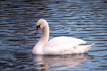 The great swan winters on non-freezing waters and waterways. Her elegant white feathers and long curved neck are a symbol of beauty and grace. The Great Swan is also known for its loyalty.