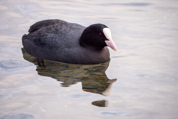 The black coot is a lovely water bird that can be seen on almost every large body of water or river. It is a relatively aggressive bird towards other birds and can dive well.