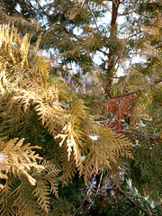 Yellow-green branches of thuja with snow residues against pine background in winter, natural...