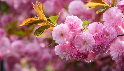 Prunus glandulosa - Rosea Plena double pink flowers of Chinese bush cherry in spring garden