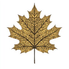 Fototapeta premium Detailed Tan and Brown Dried Maple Leaf on White Background