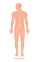 Detailed illustration of the human nervous system showcasing major components and pathways throughout the body