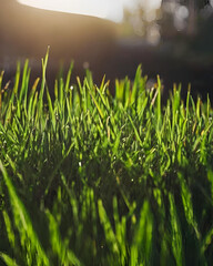 Obraz premium grass fields, grassy plains, untouched grassland, open meadow, wild grass, soft grass, vibrant greenery, green pastures, rural grassland, grassland ecosystem, agricultural land, grazing field, herbace