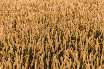 Ripe wheat ears swaying gently in the breeze, creating a mesmerizing golden blanket across the vast agricultural landscape, awaiting the harvest season under the warm summer sunlight. Agro business