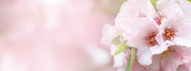 Spring nature Banner with blooming almonds. To Bishvat concept