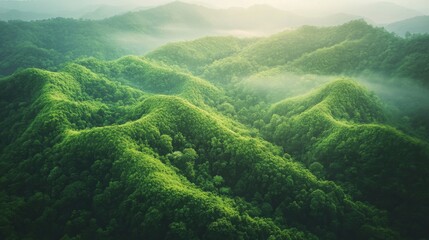Exploring the gradient of greens in nature forest photography tranquil environment aerial view harmony and balance