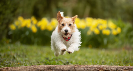 Cute happy pet dog running and jumping in spring on daffodil flowers background. Easter, springtime joy banner.