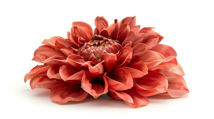 flower isolated on white background
