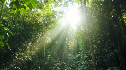 Sunbeams through trees in lush forest canopy, ideal for nature documentaries or scenic backgrounds