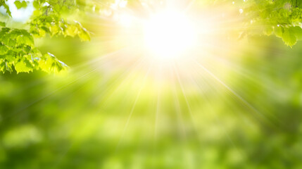 Fototapeta premium Sunlight shining through leaves. Nature background for ecological concepts. Summer light. Scenic forest foliage backdrop