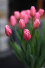 Bouquet of Tulips
