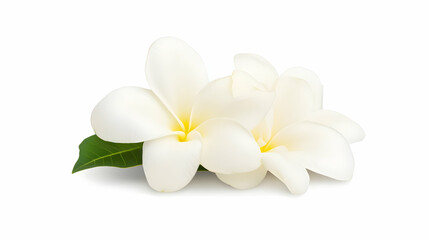 Naklejka premium Two white plumeria flowers next to each other with a leaf on a white background. Close up shot. Possibly used for cosmetic product