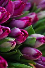 Fototapeta premium Tulips