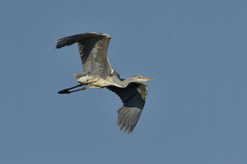 Graureiher im Flug	