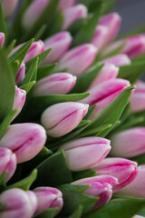 Fototapeta premium Tulips