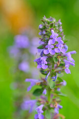 Purple flowers in bloom belonging to genus Nepeta growing in the wild, Sonamarg, India.