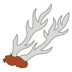 A deer horn isolated on white background