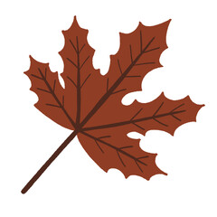 autumn maple leaf
