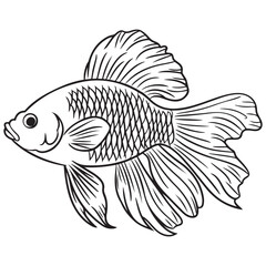 Betta fish or Siamese fighter fish in simple hand drawn line art style. Decorative goldfish veiltail. Illustration isolated on white background. Tattoo art design, coloring book page