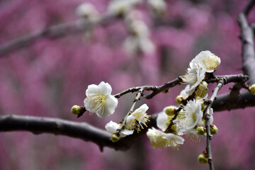 春の訪れを告げる梅の花